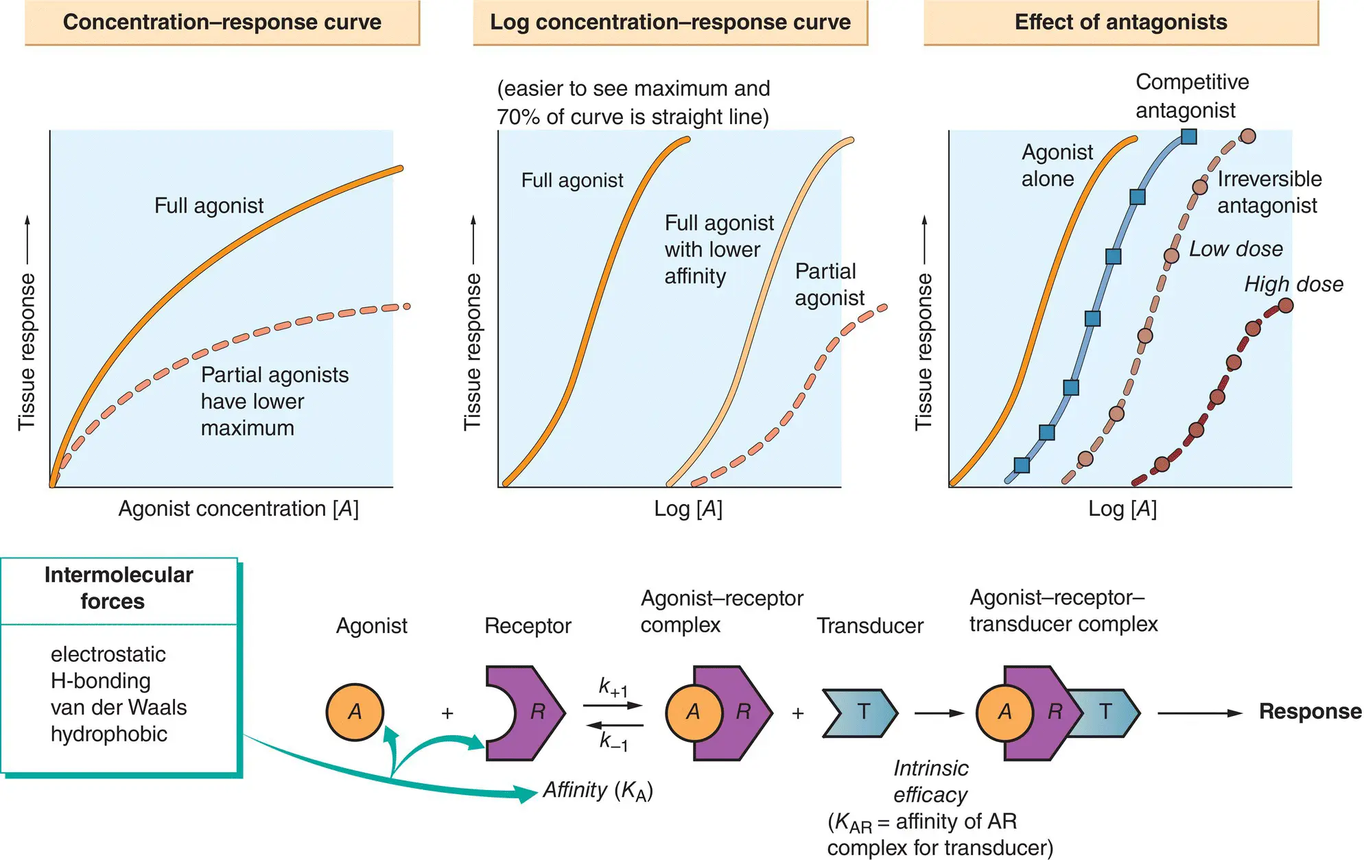 The tissues in the body have only a few basic responses when exposed to - фото 16