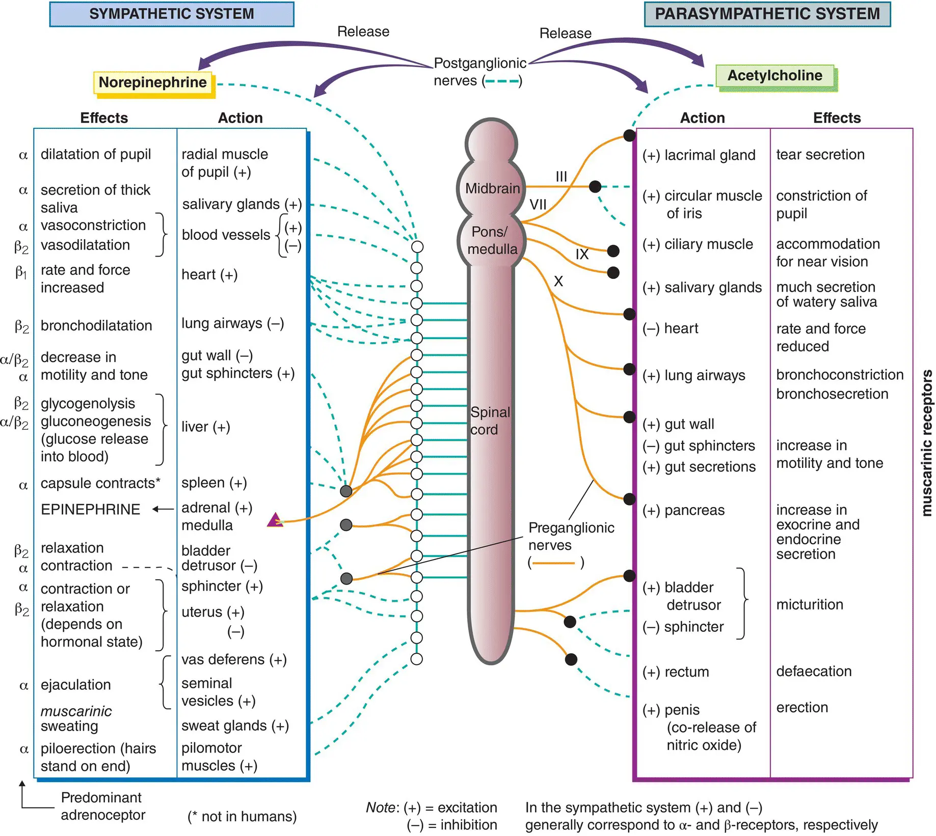 Many systems of the body eg digestion circulation are controlled - фото 45
