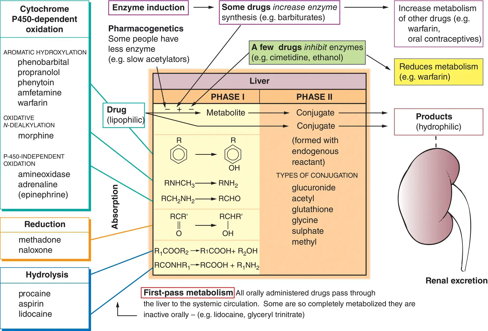 Drug metabolism has two important effects 1 The drug is made more hydrophilic - фото 31