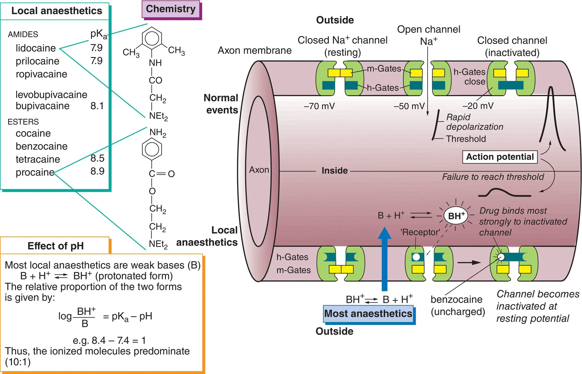 Local anaesthetics top left are drugs used to prevent pain by causing a - фото 34