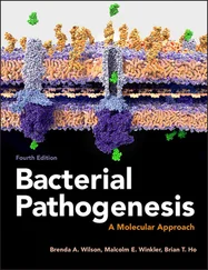Brenda A. Wilson - Bacterial Pathogenesis