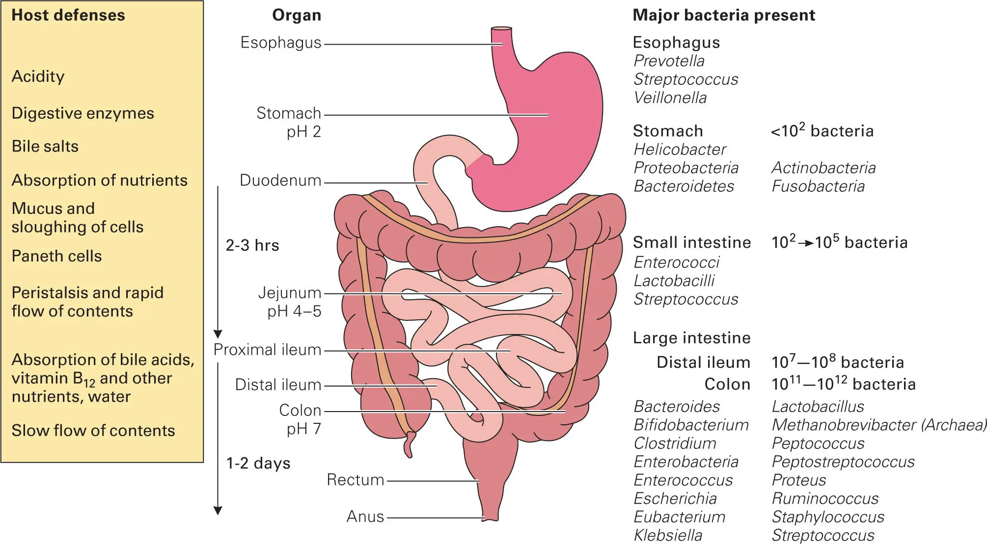 Figure 27 The gastrointestinal tract Different types and quantities of - фото 20