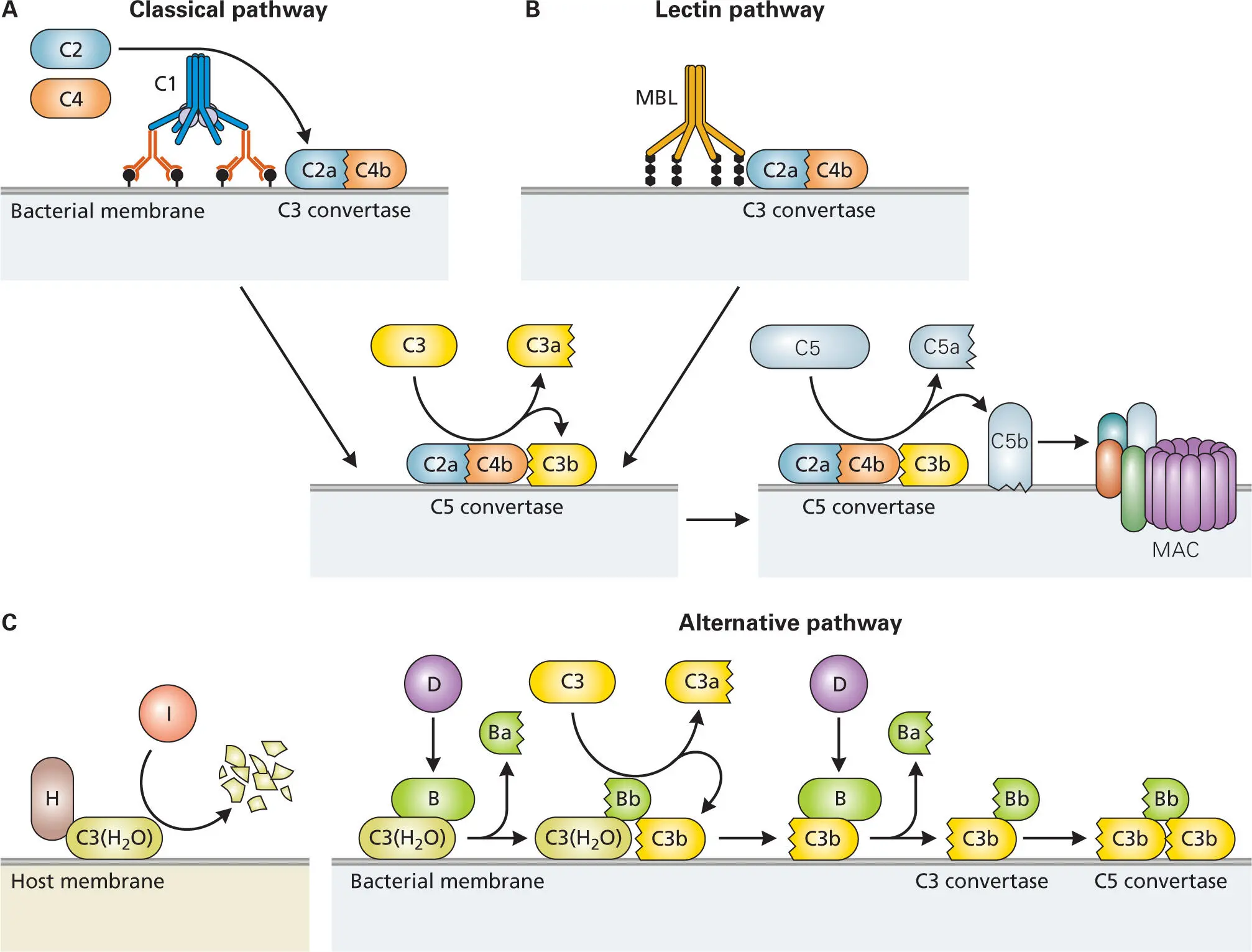 Figure 314 Activation of complement by the classical lectin and alternative - фото 40