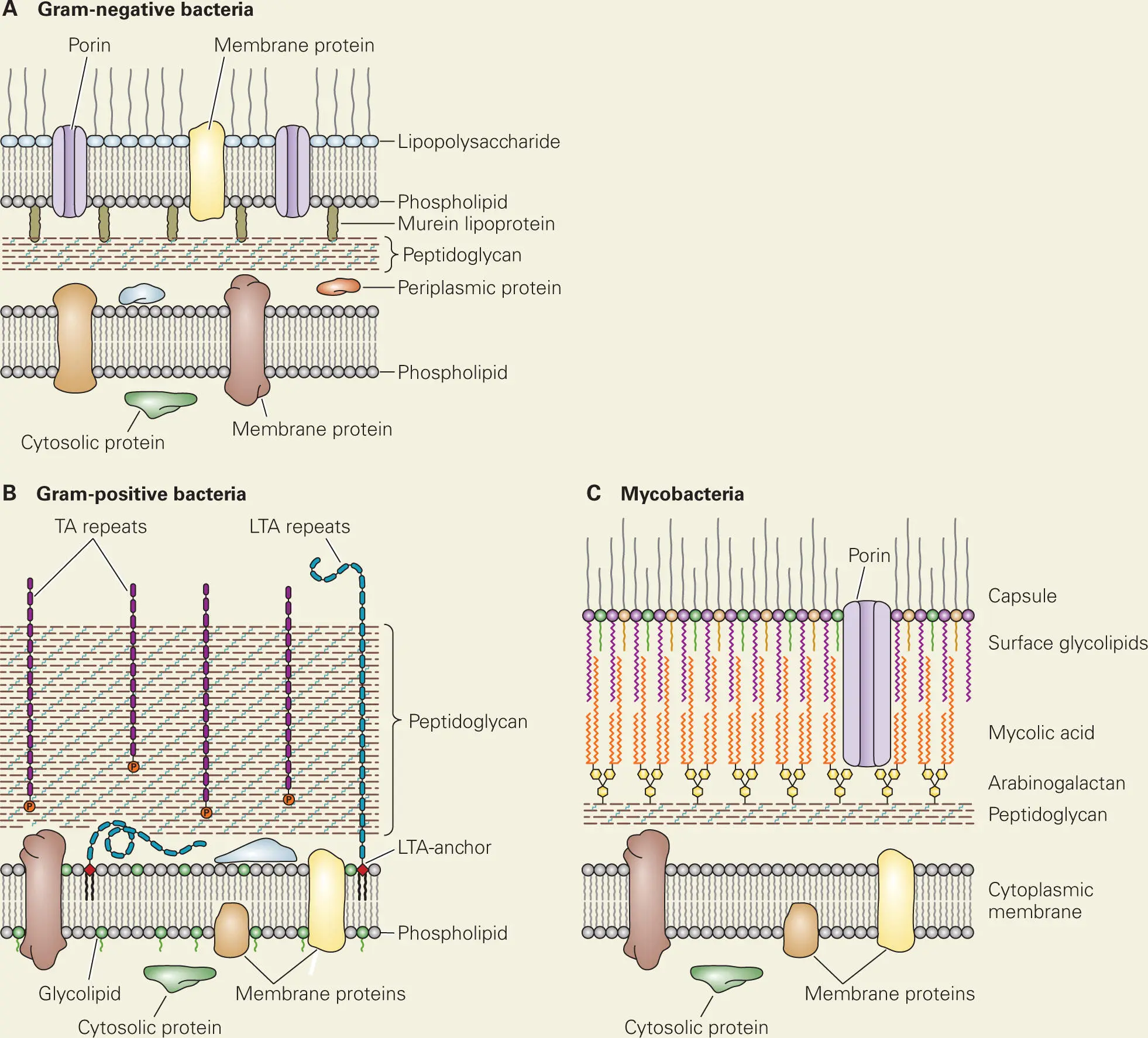 In contrast the cell wall of Grampositive species lacks LPS and an outer - фото 8
