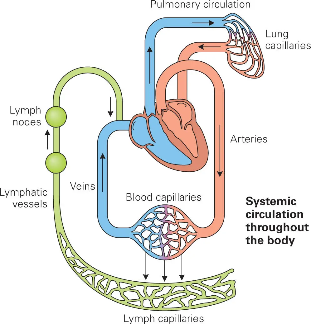 Figure 34 The lymphatic system The inflammatory response to bacterial - фото 30