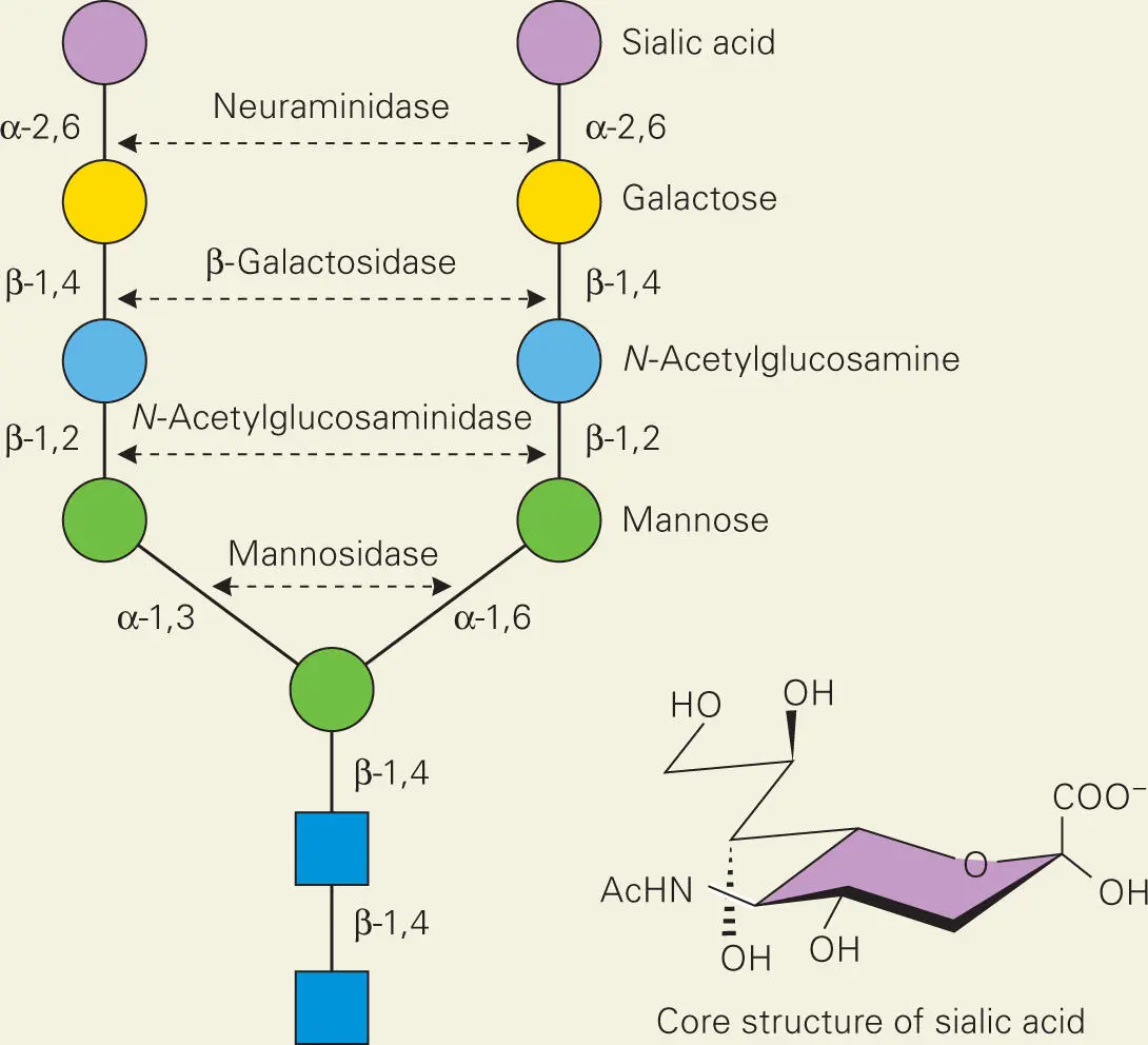 Source King SJ Hippe KR Weiser JN 2006 Deglycosylation of human - фото 42