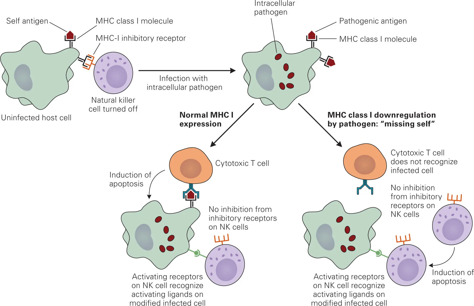 Figure 33 Schematic diagram indicating the complementary activities of - фото 29