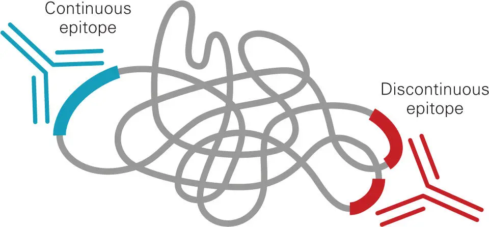 Figure 42 Continuous versus discontinuous epitopes Epitopes of protein - фото 47
