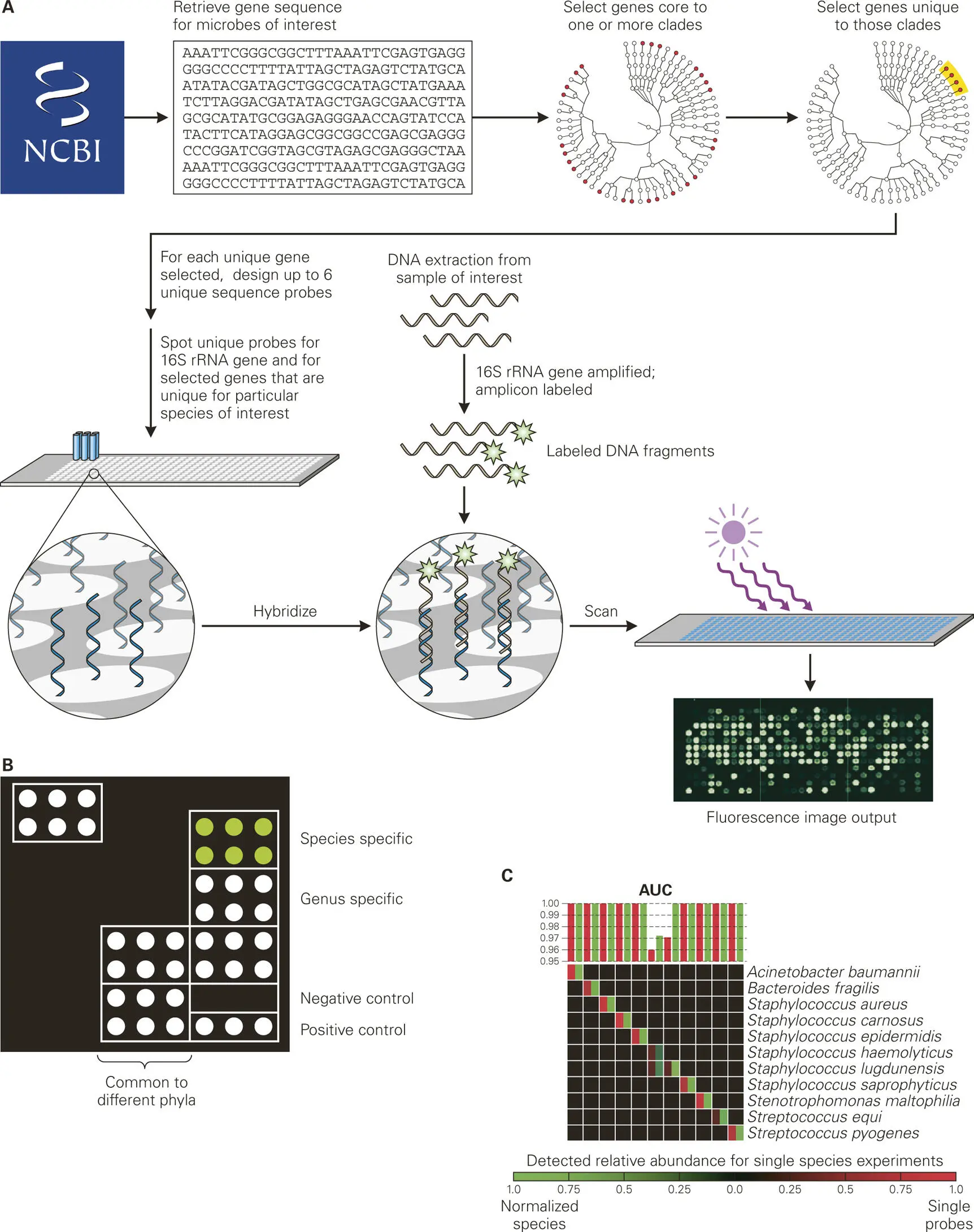 Figure 58 Phylochips for microbialcommunity profiling Current phylochip - фото 71