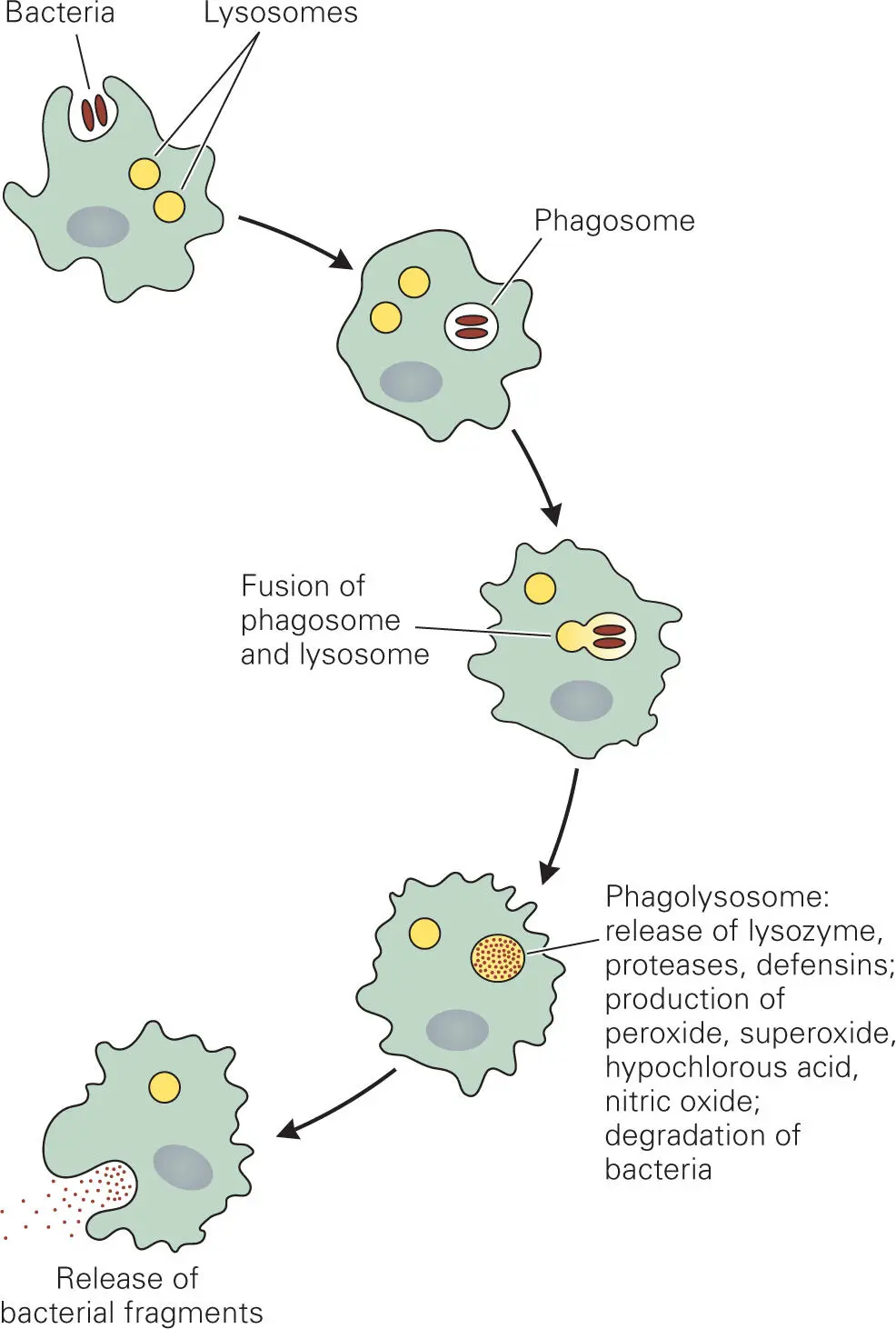 Figure 38 Steps in ingestion and killing of bacteria by phagocytes Bacteria - фото 34