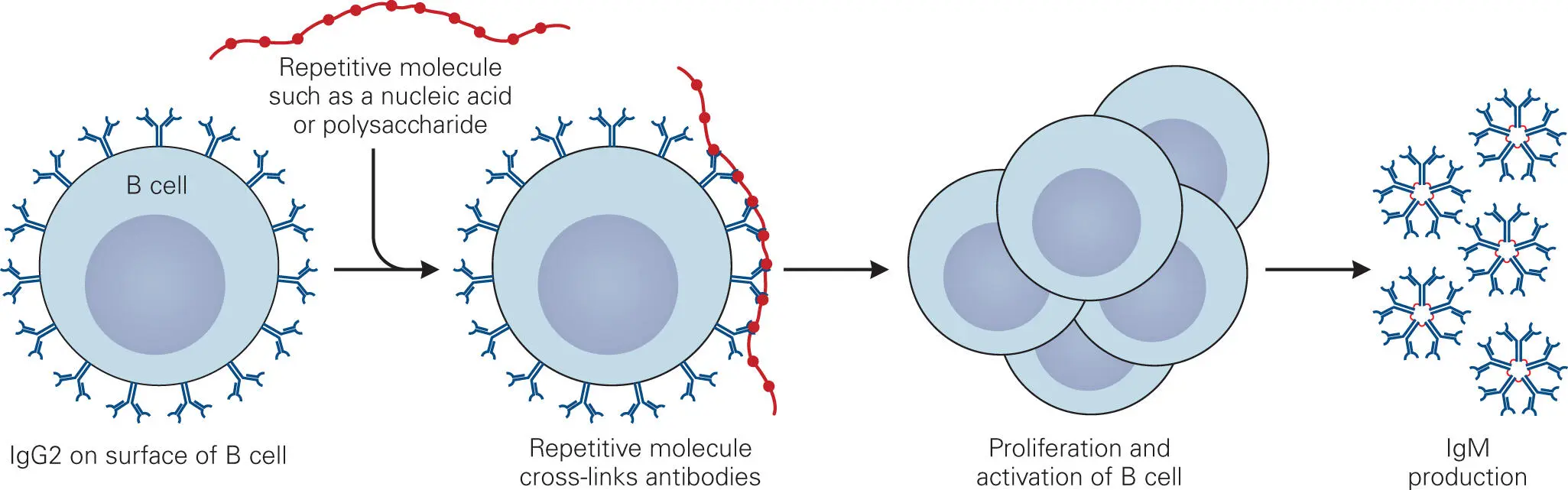 Figure 411 Tcellindependent production of antibodies Macromolecules with - фото 58