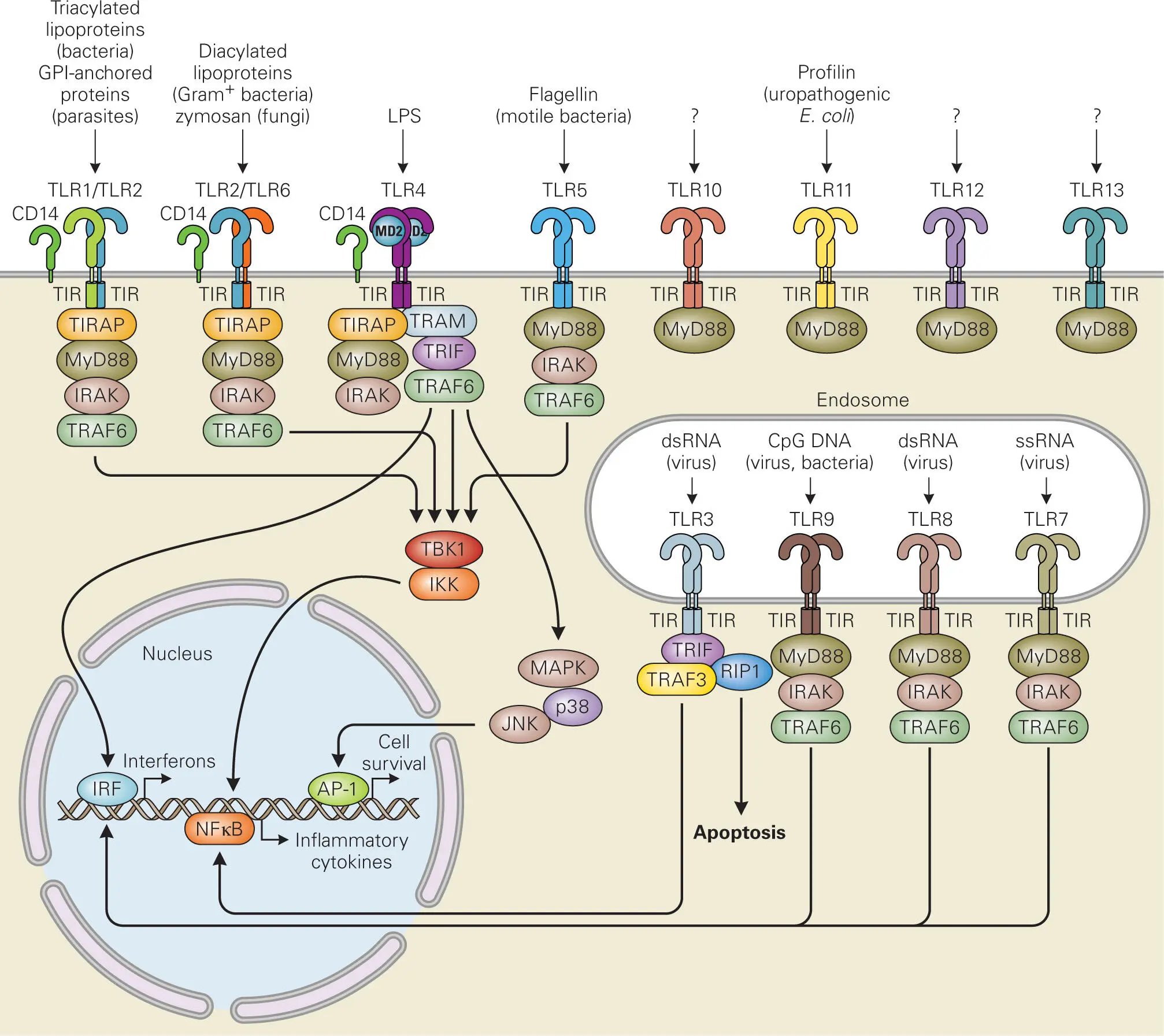 Figure 35 The Tolllike receptor TLR family and their signaling pathways in - фото 31