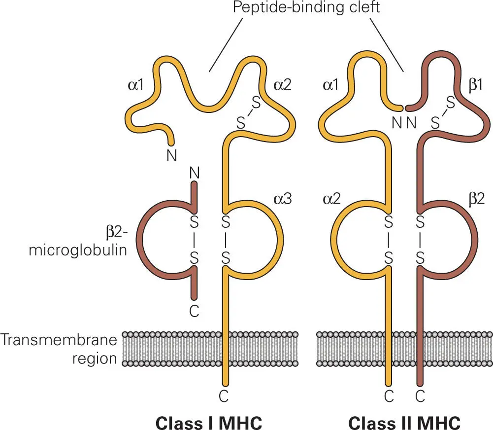 Figure 47 Major histocompatibility complexes I and II Shown are the - фото 54