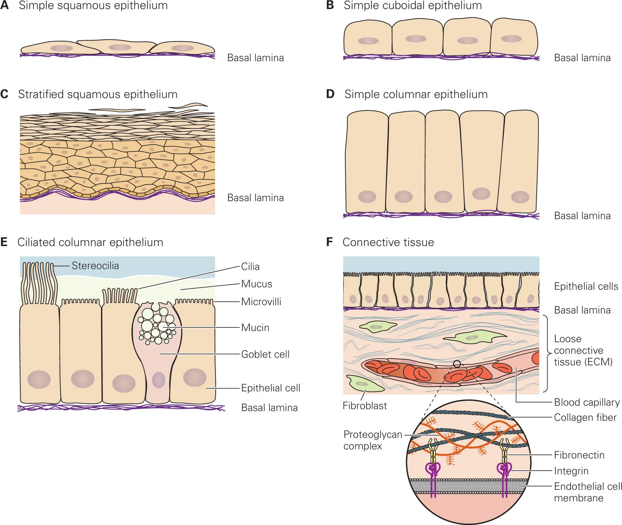Figure 23 Different types of epithelial cells and their relationships to - фото 11