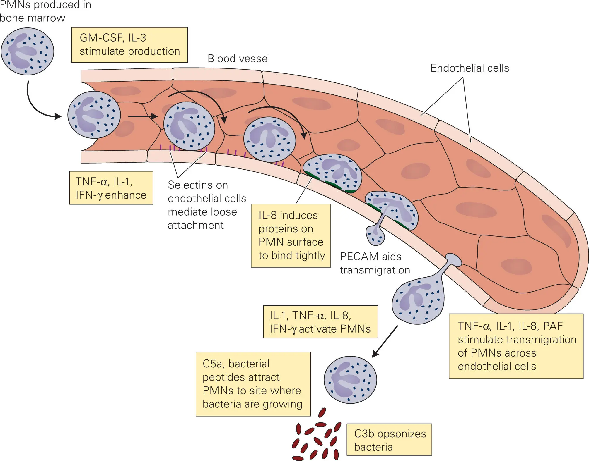 Figure 32 Roles of various cytokines and chemokines in directing the exit of - фото 28