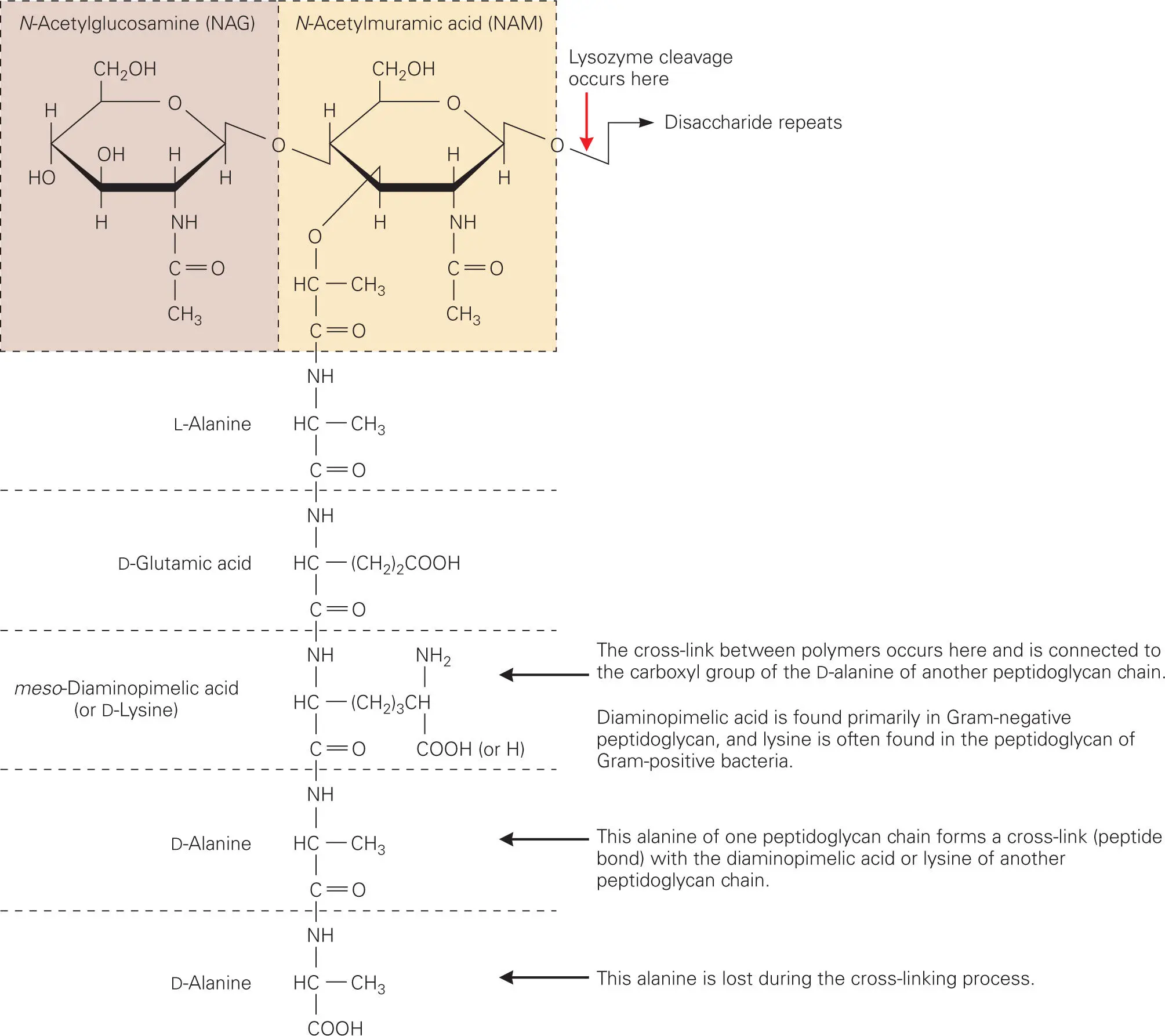 Figure 25 Action of lysozyme Lysozyme targets the peptidoglycan in bacterial - фото 18