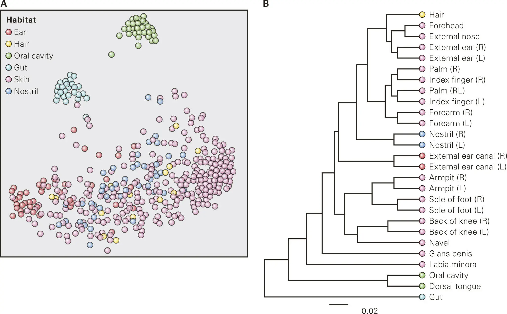 Figure 516 Phylogenetic relationships of microbiome profiles among human body - фото 79