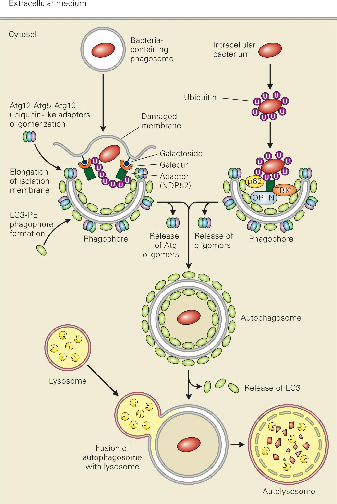 Figure 310 Eliminating intracellular pathogens through autophagy - фото 36