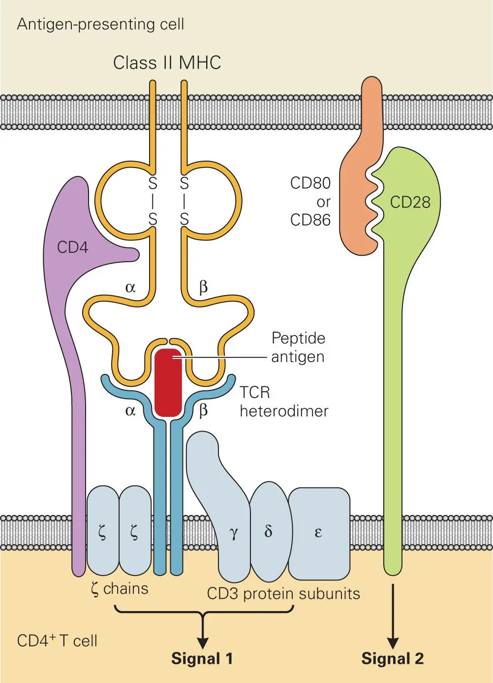 Figure 48 The T cell receptor TCR complex Shown is a schematic - фото 55