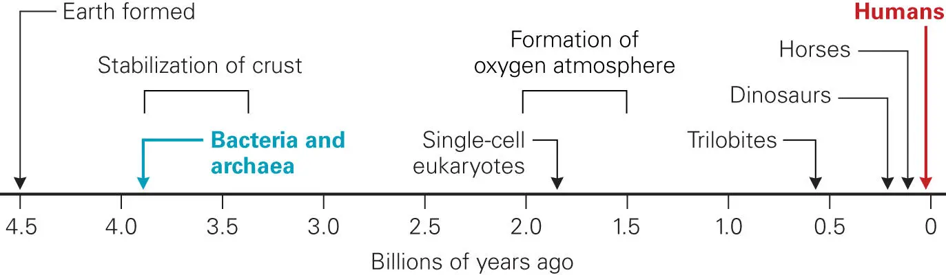 Figure 11 Overview of microbial evolution Microorganisms appeared 35 to 4 - фото 6