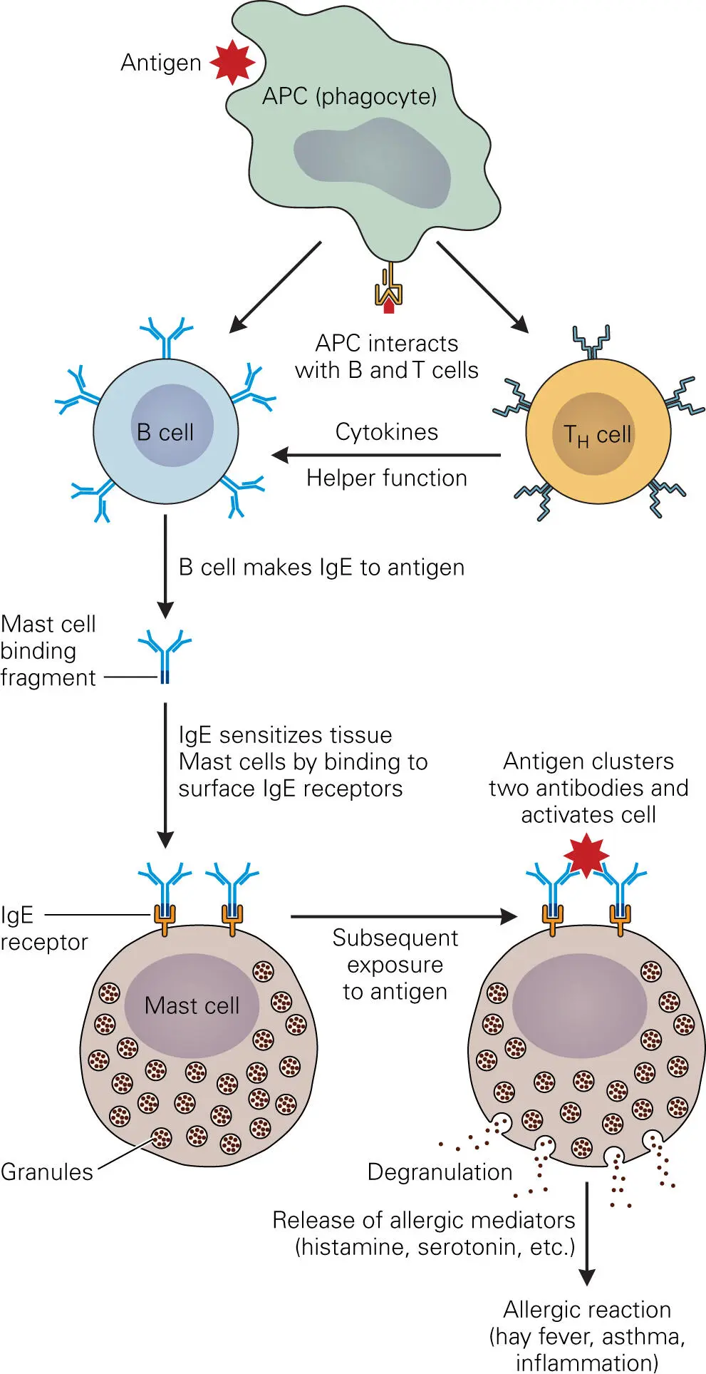 Figure 44 Antibodymediated mast cell degranulation Antigenmediated - фото 51