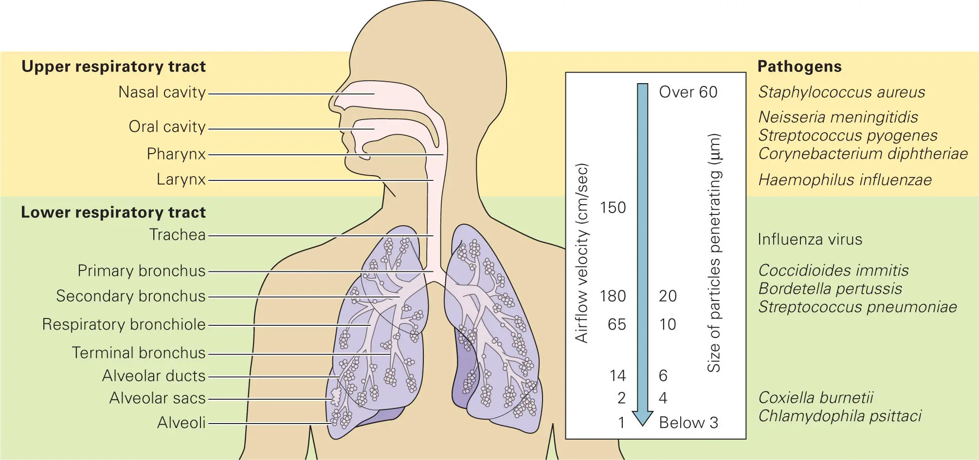 Figure 29 The upper and lower respiratory tract The respiratory system is - фото 22