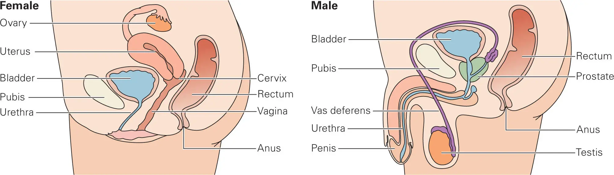 Figure 28 Comparison of the female and male urogenital tracts Anatomical - фото 21