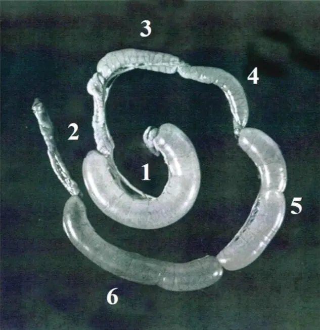 Figure 210 The rabbit ileal loop model of diarrheal disease Shown are - фото 23