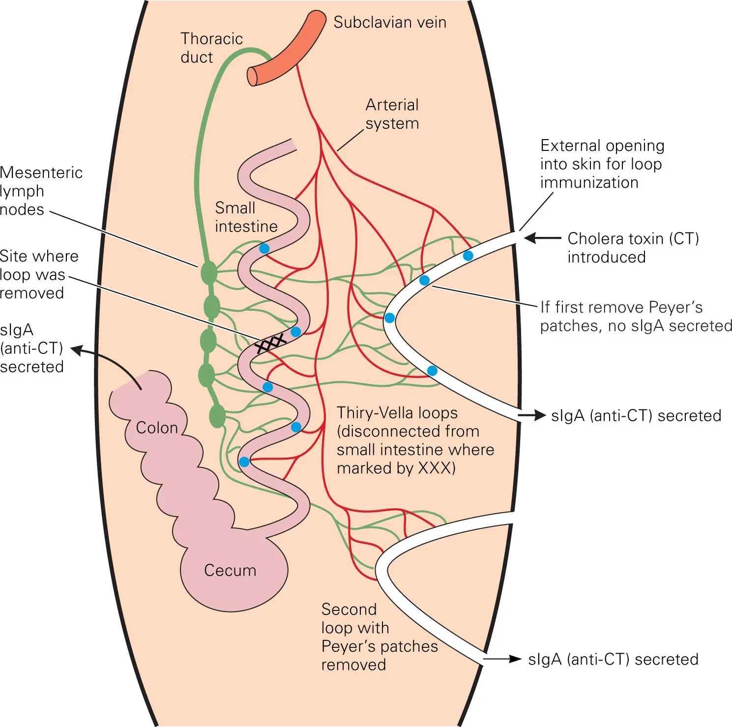 Figure 413 Classic experiment by Husband and Gowans demonstrating mucosal - фото 60