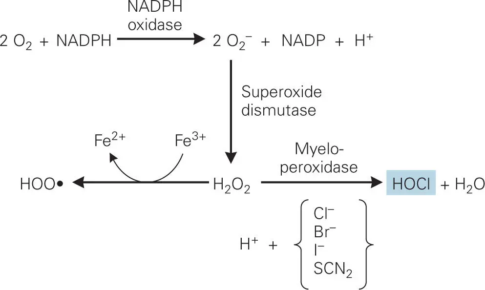 Figure 39 Oxidative burst in the phagolysosome The phagosome contains two - фото 35