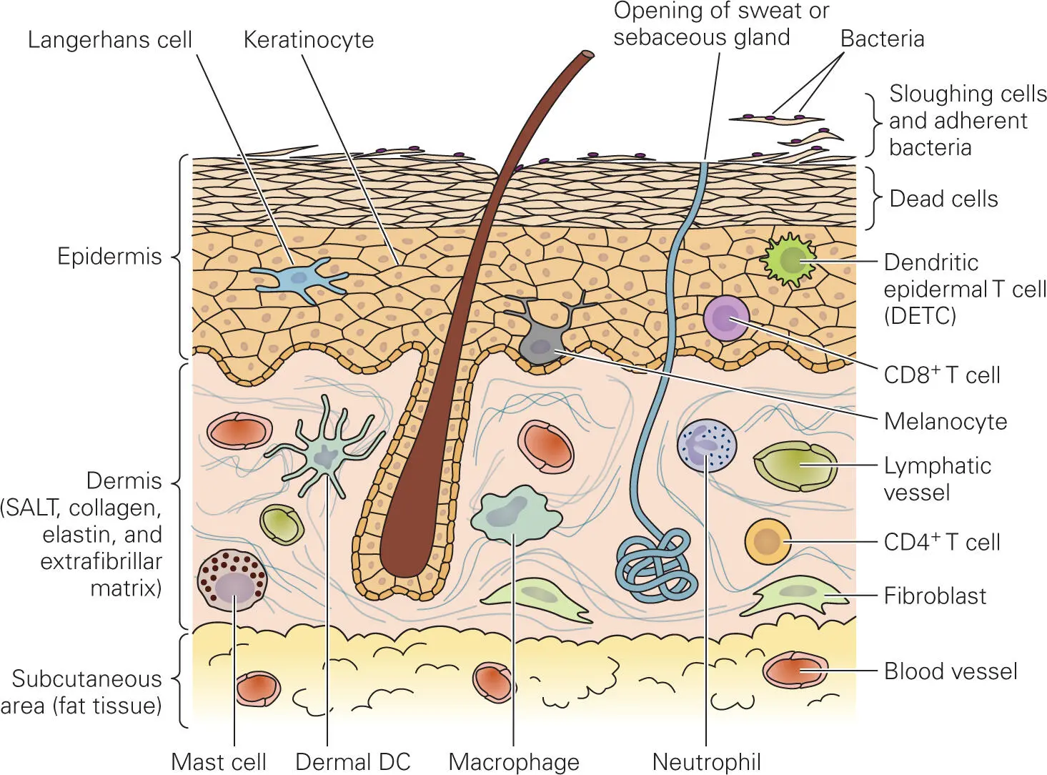 Figure 21 Structure of the skin The thick epidermis outer layer top - фото 9