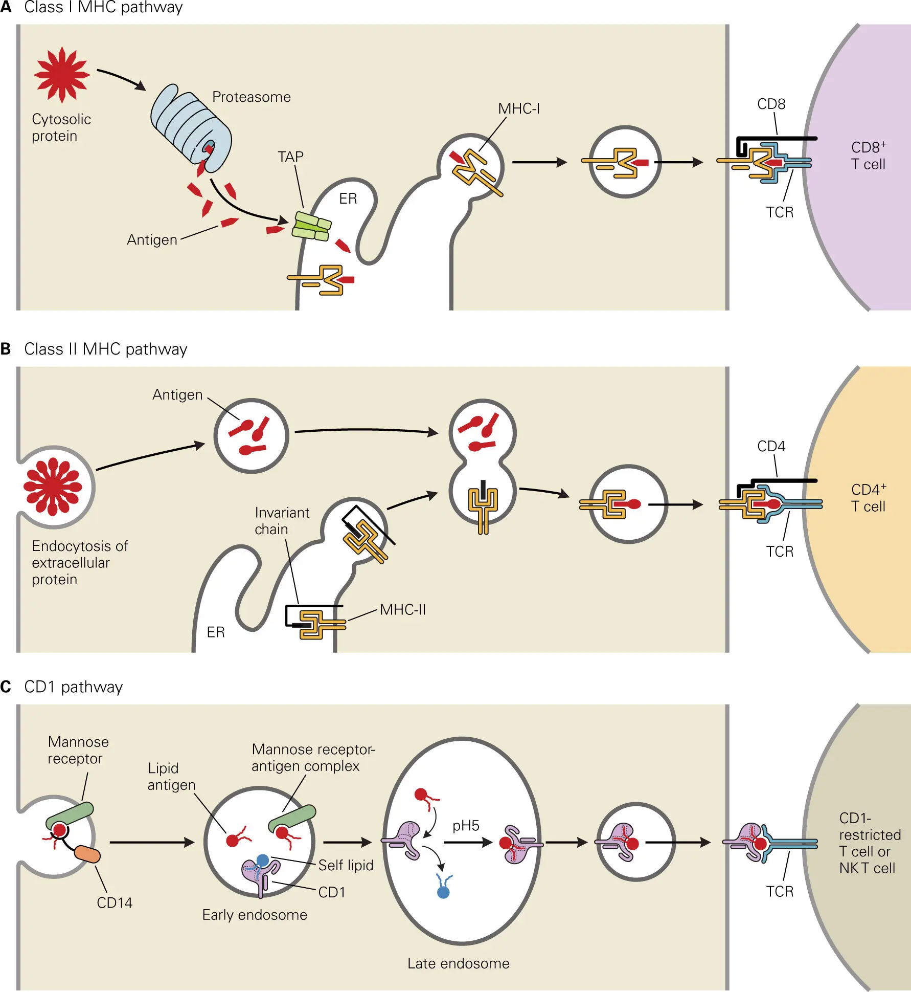 Figure 46 MHC I MHC II and CD1 pathways of antigen processing by APCs and - фото 53