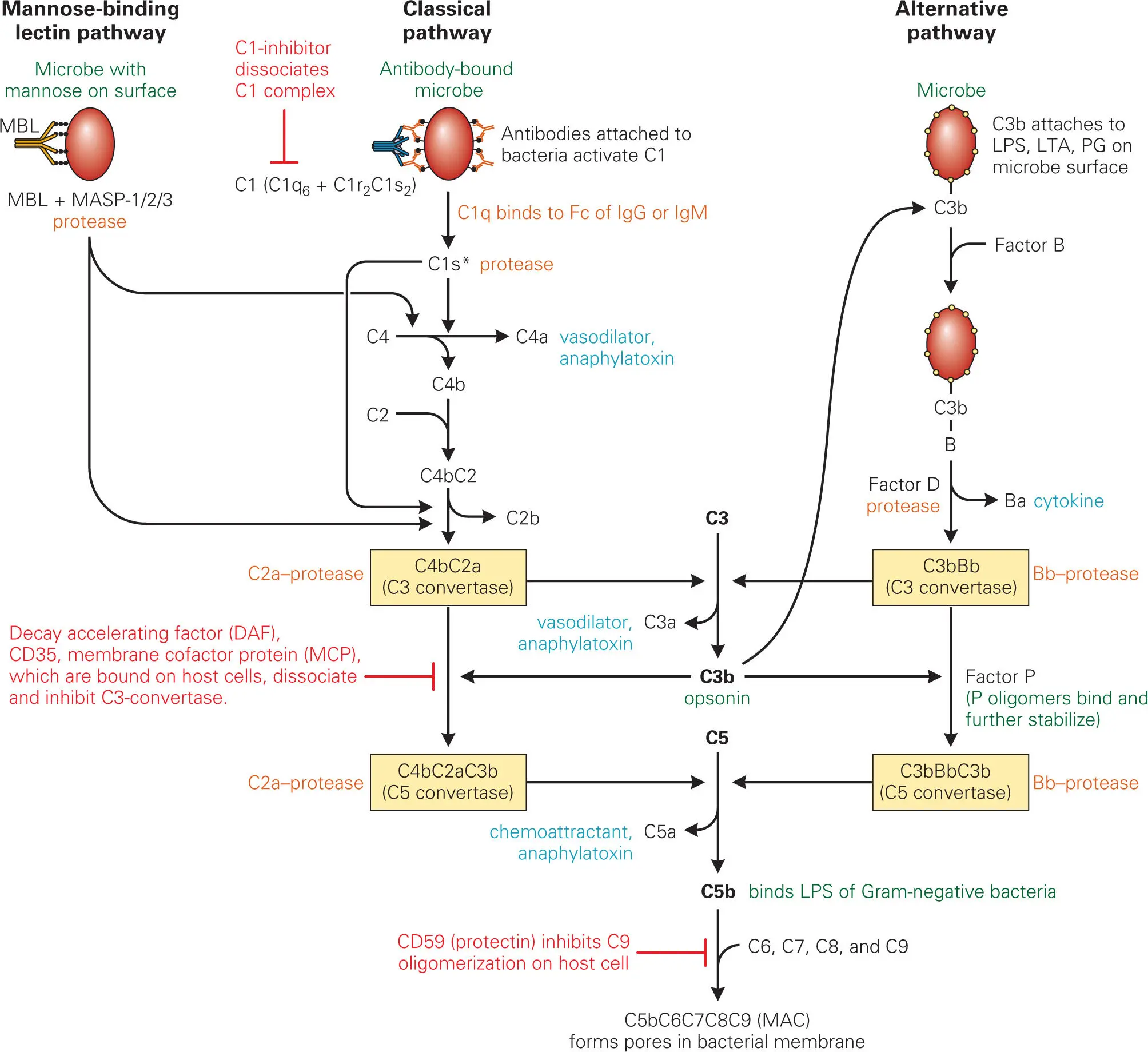 Figure 311 Main steps in activation of complement by the mannosebinding - фото 37