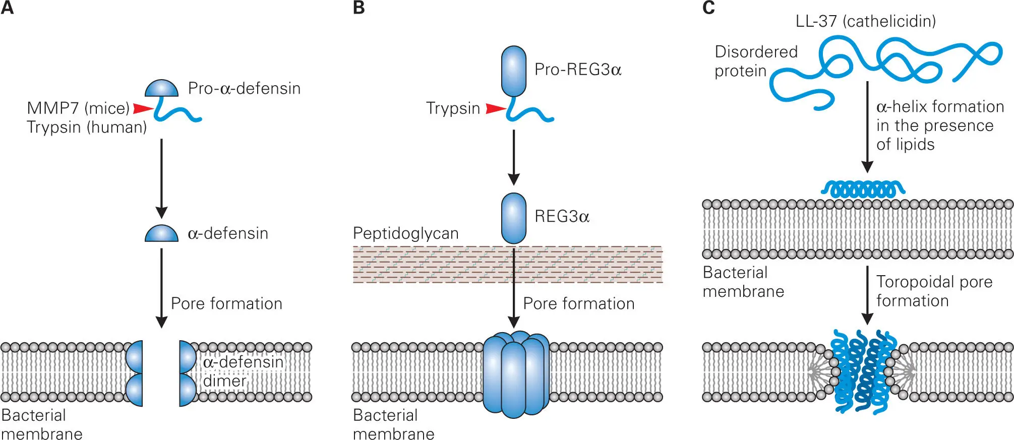 Figure 26 Three types of bacterial membrane permeabilization by gut - фото 19