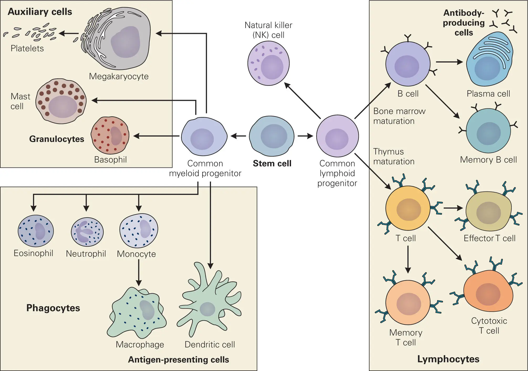 Figure 31 Characteristics and differentiation of the various types of - фото 25