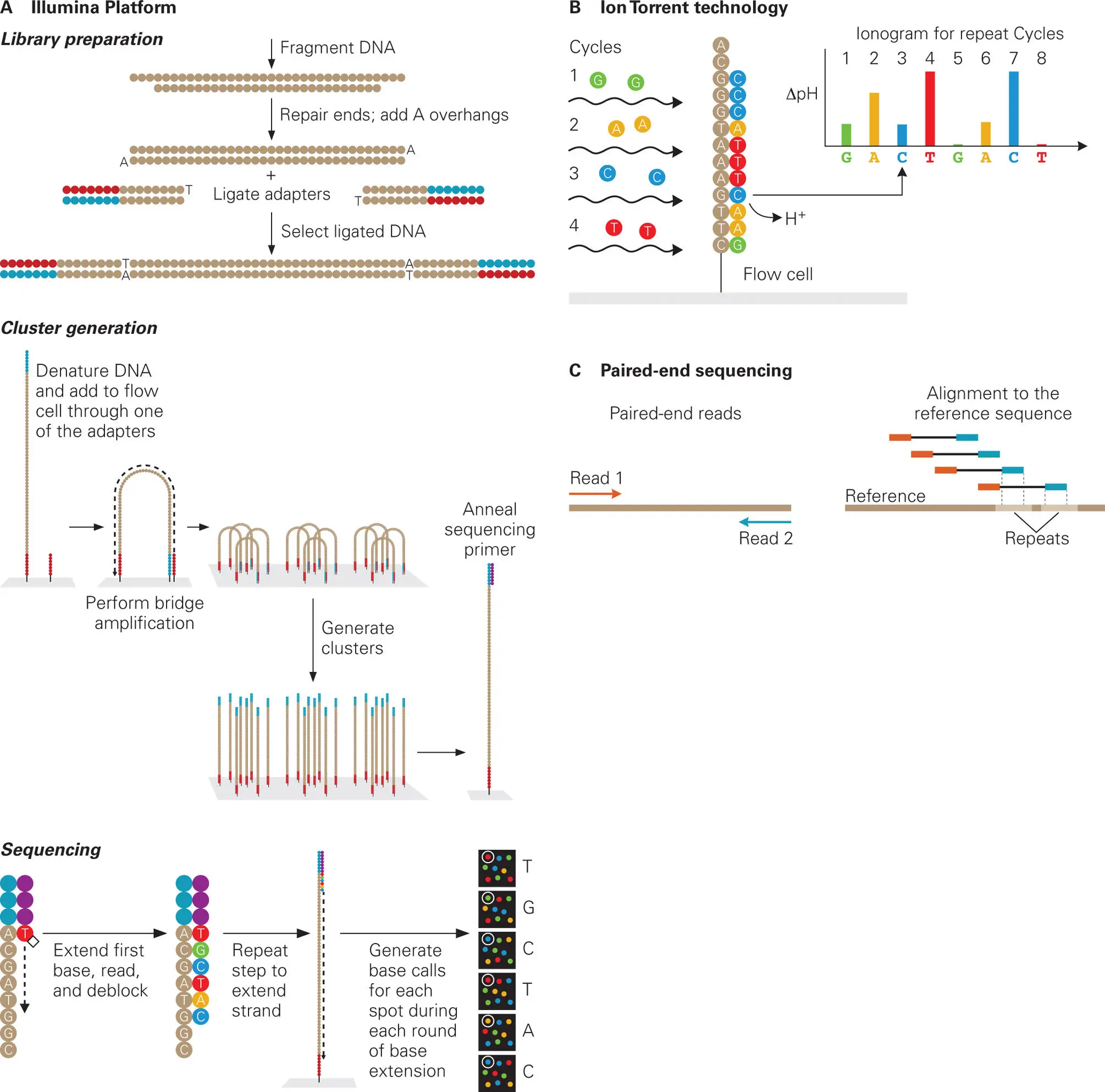 Figure 56 Illumina method of massively parallel DNA sequence determination - фото 69
