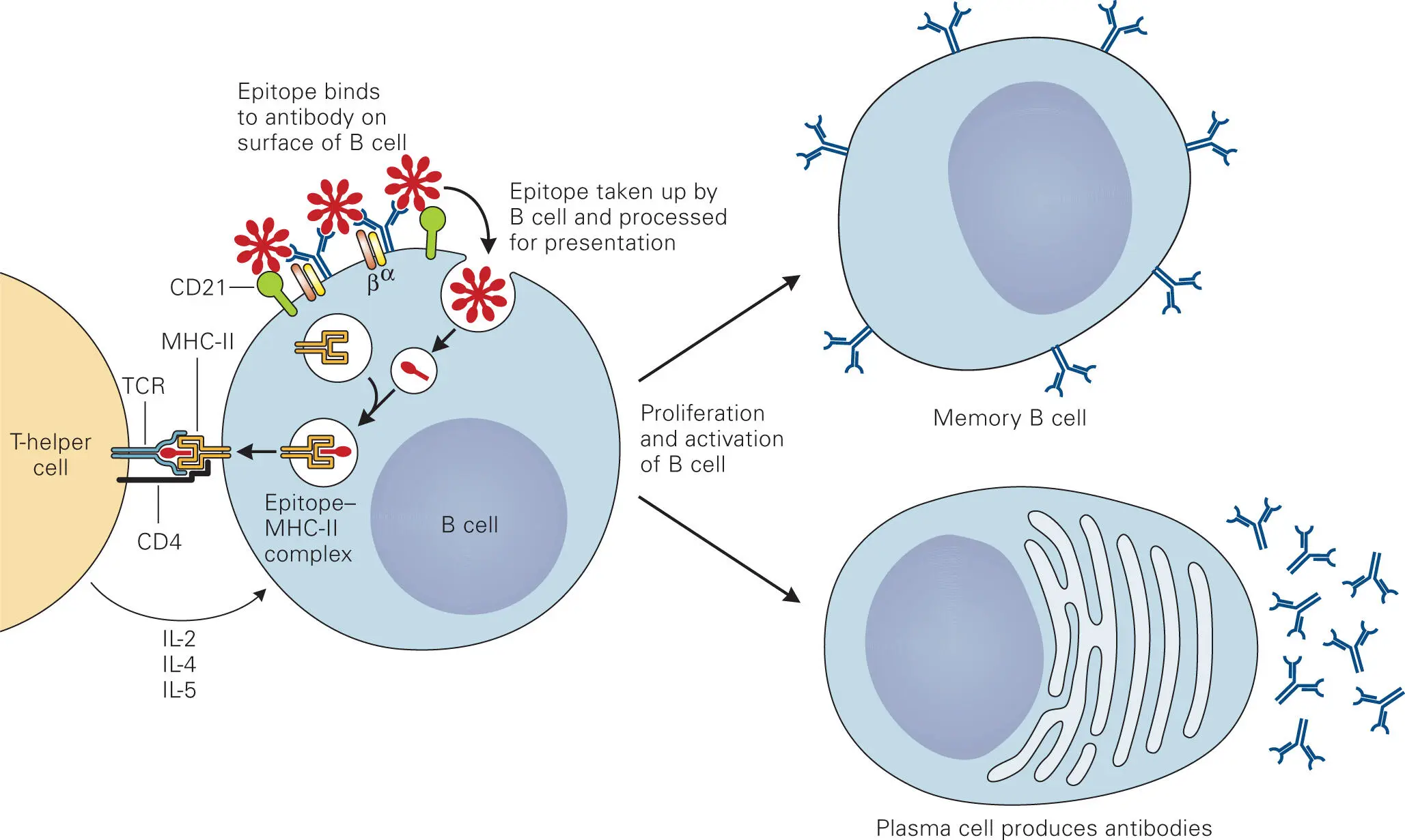 Figure 410 The Th2 cell binds and activates B cells presenting the same - фото 57