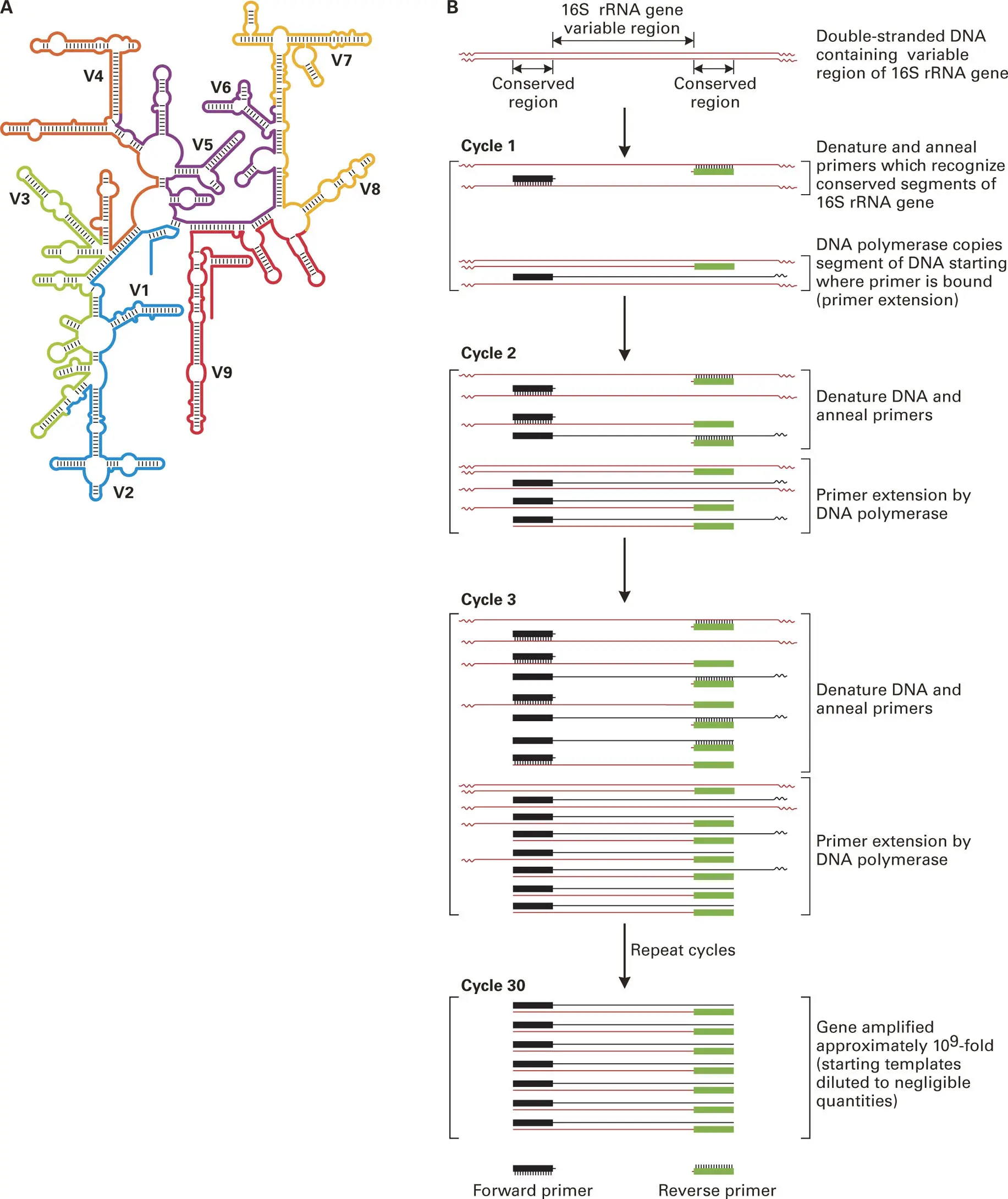 Figure 51 Detection of bacteria in a clinical specimen based on 16S rRNA gene - фото 64