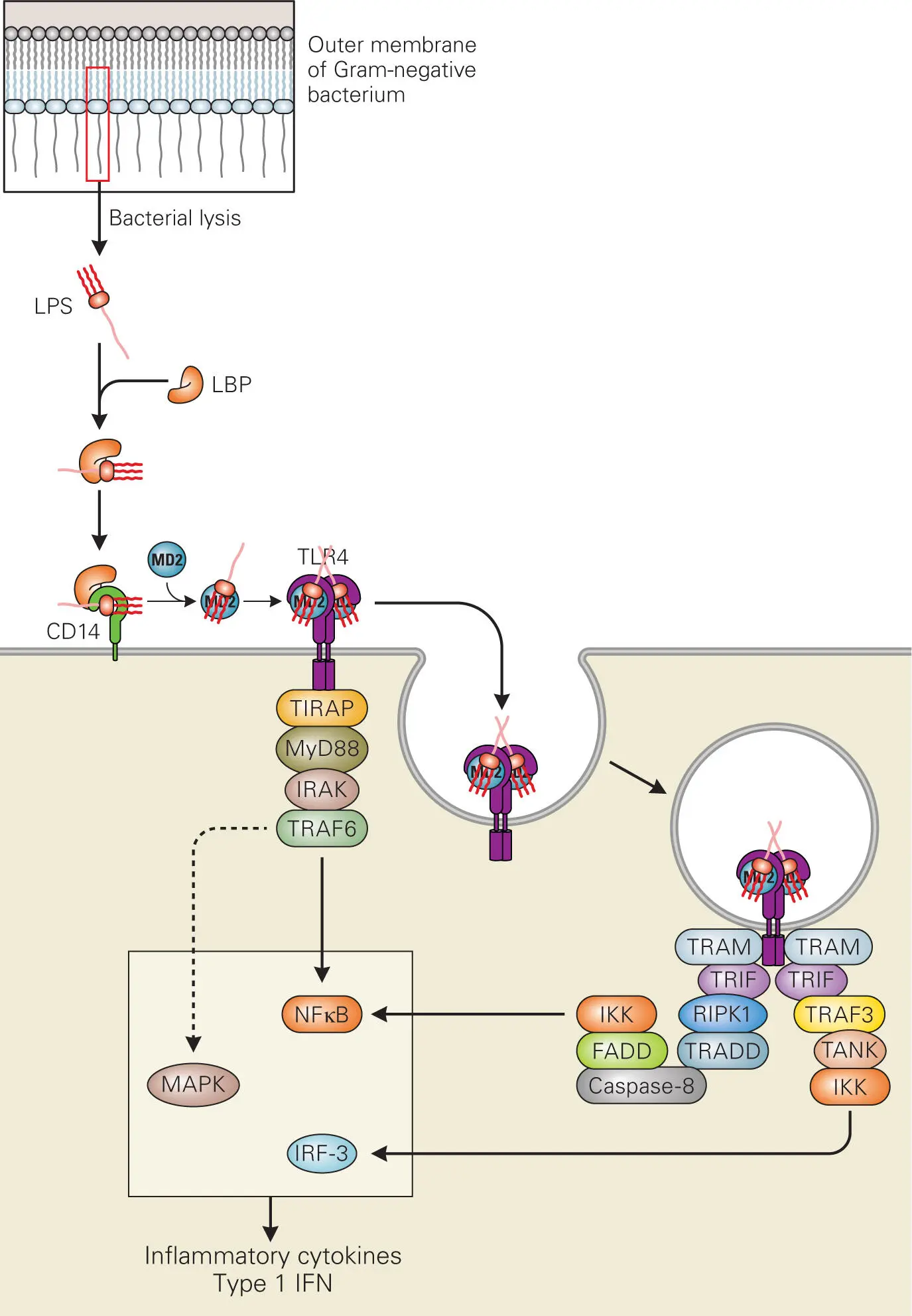 Figure 36 Cellular recognition of LPS through Tolllike receptor signaling - фото 32