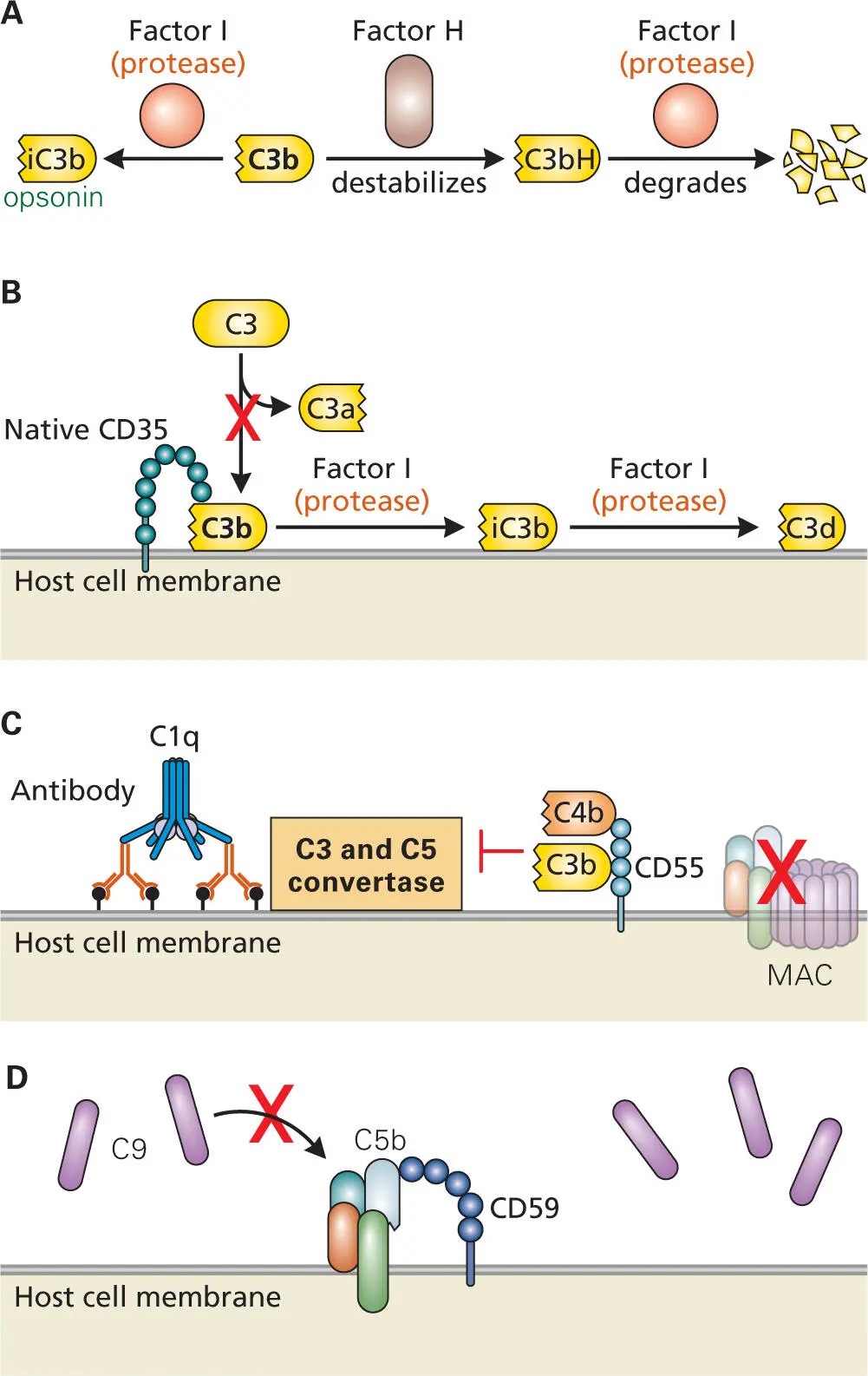 Figure 315 Controlling complement Multiple regulatory pathways help to - фото 41