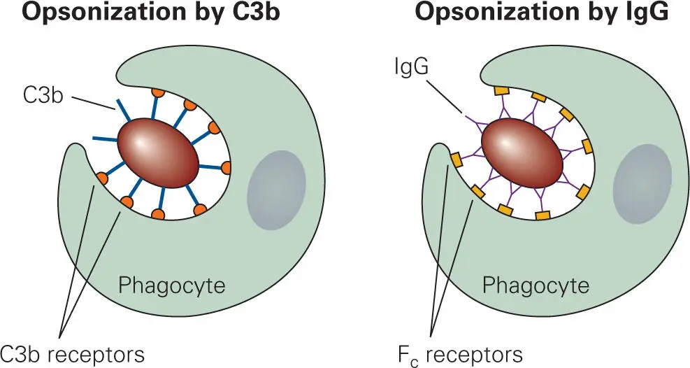 Figure 312 Opsonization of a bacterium by activated complement component C3b - фото 38