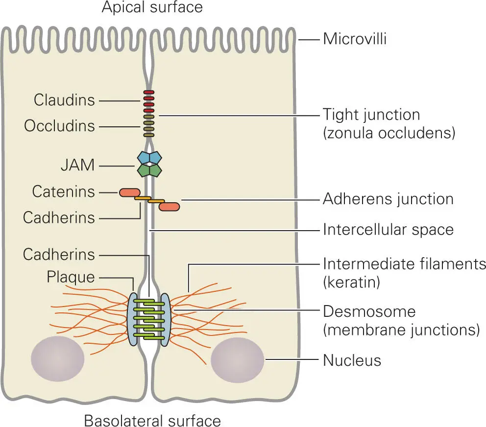 Figure 22 Intestinal epithelial cells showing tight junctional and adherens - фото 10