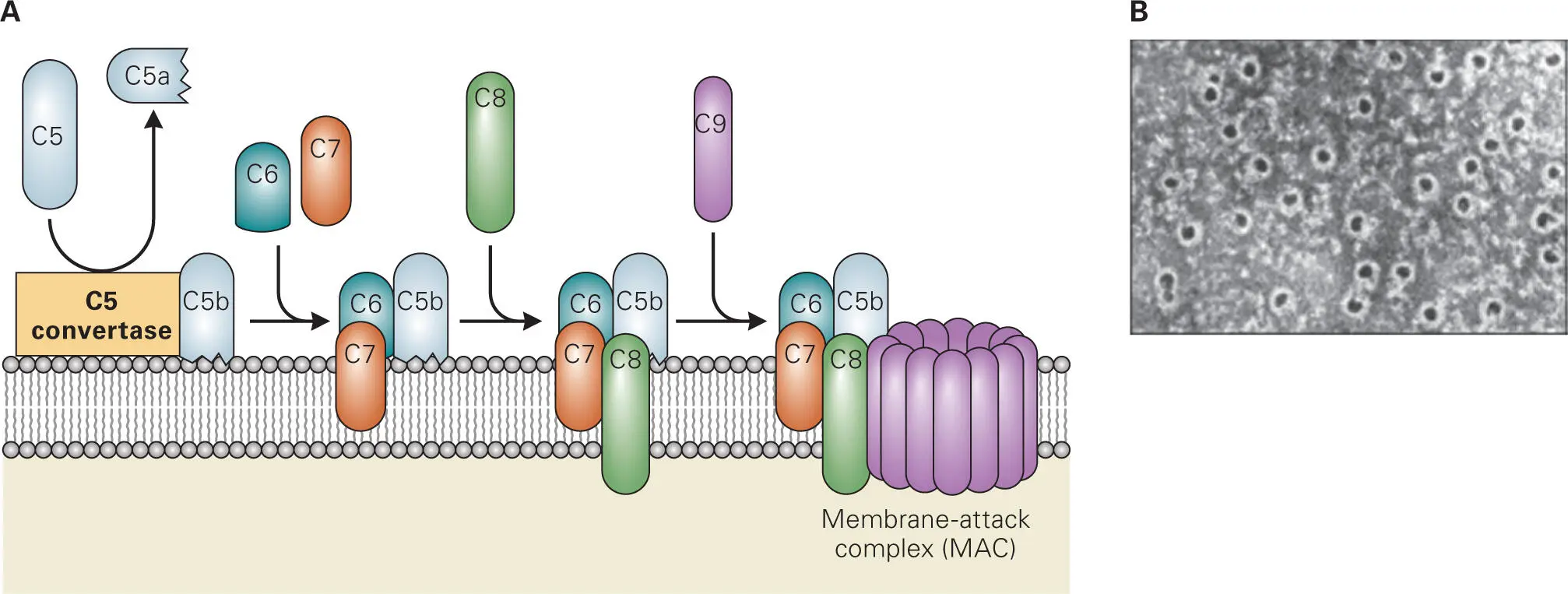 Figure 313 Formation of the membrane attack complex MAC A C5convertase - фото 39