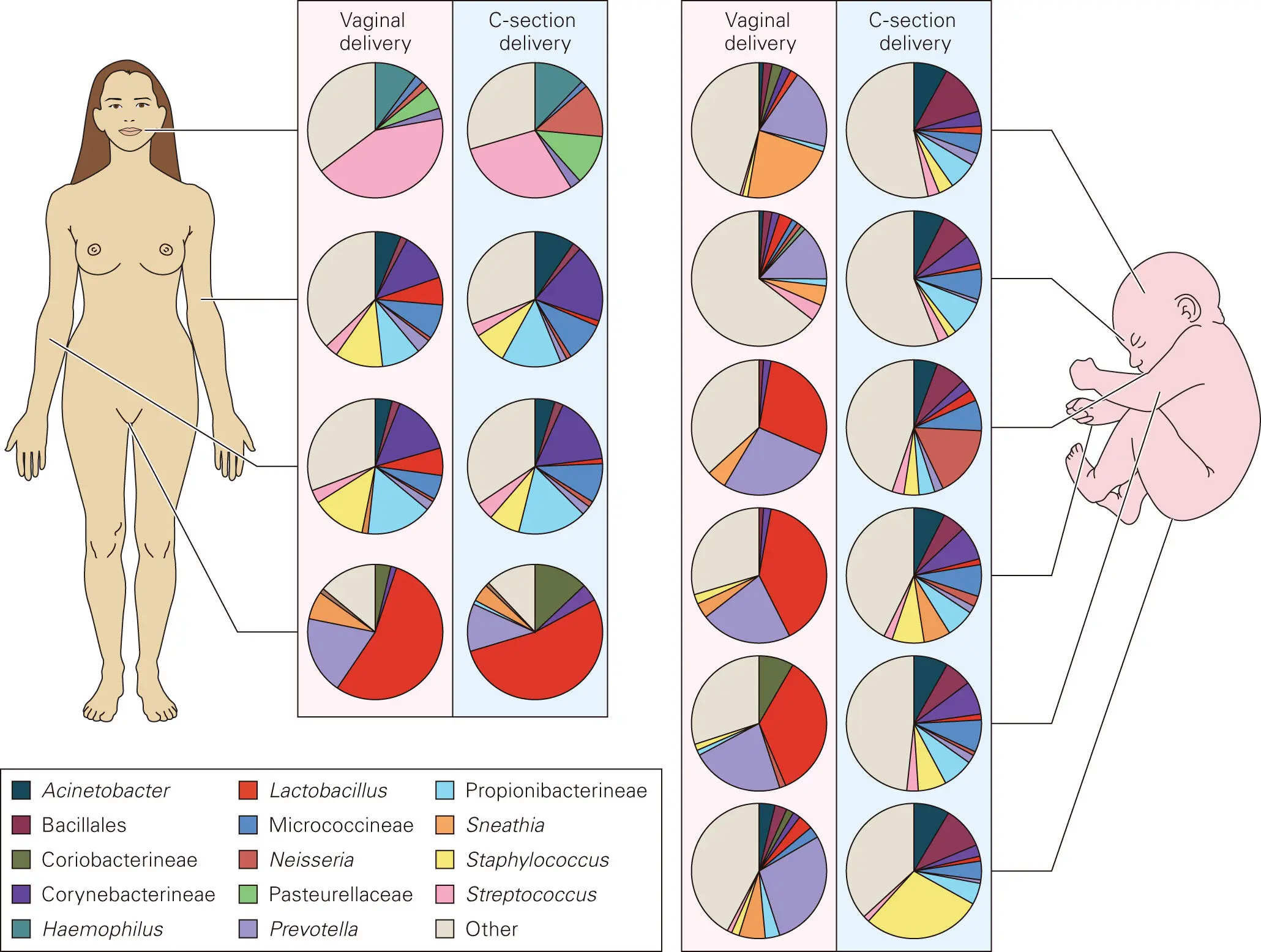 Figure 515 Birth delivery mode influences the microbiomes of newborn infants - фото 78