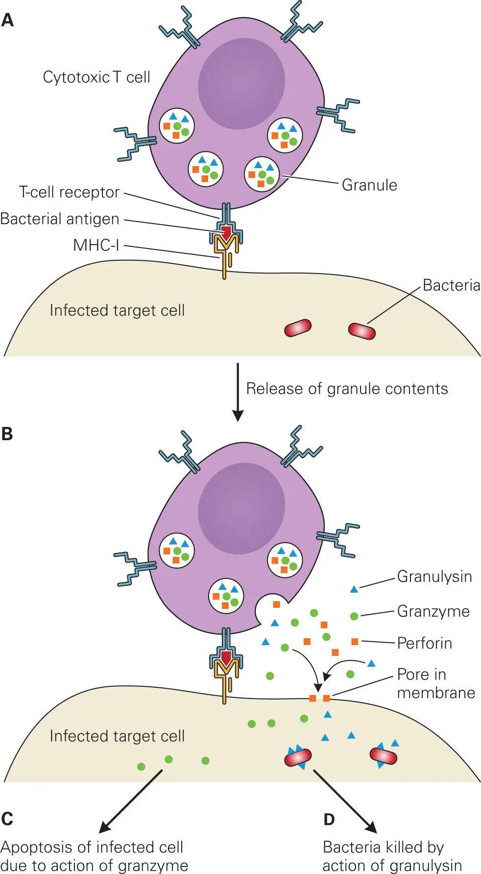 Figure 45 Cytotoxic T cell CTL action on infected host cells Cytotoxic T - фото 52