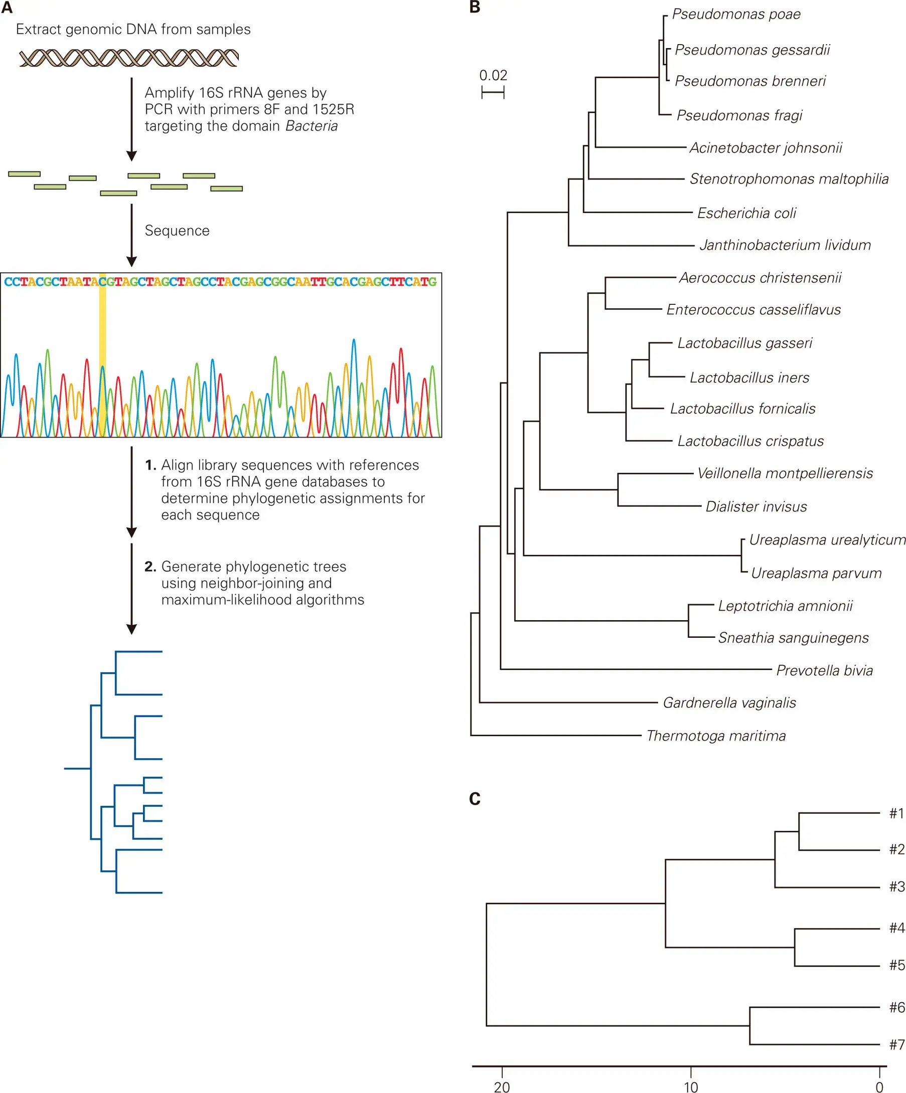 Figure 52 Phylogenetic trees to show relationships among microbial - фото 65