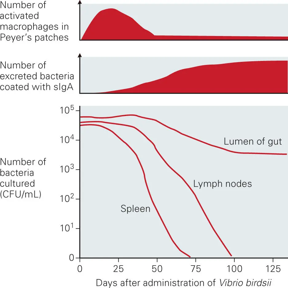 Figure 1 Results 2 Dental plaque is a biofilm consisting of a complex - фото 83