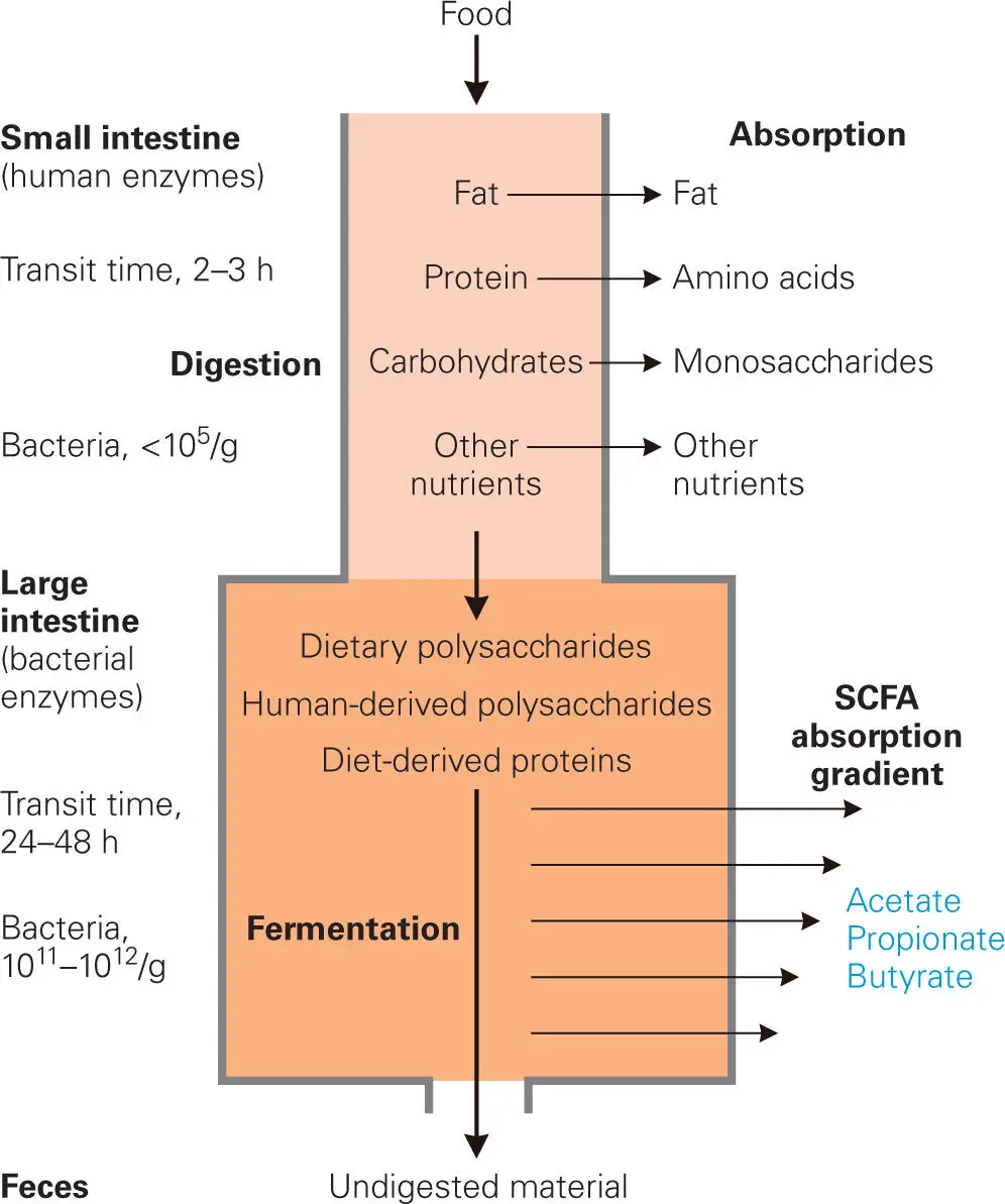 Figure 517 A schematic view of activities of the colonic microbiota In the - фото 80