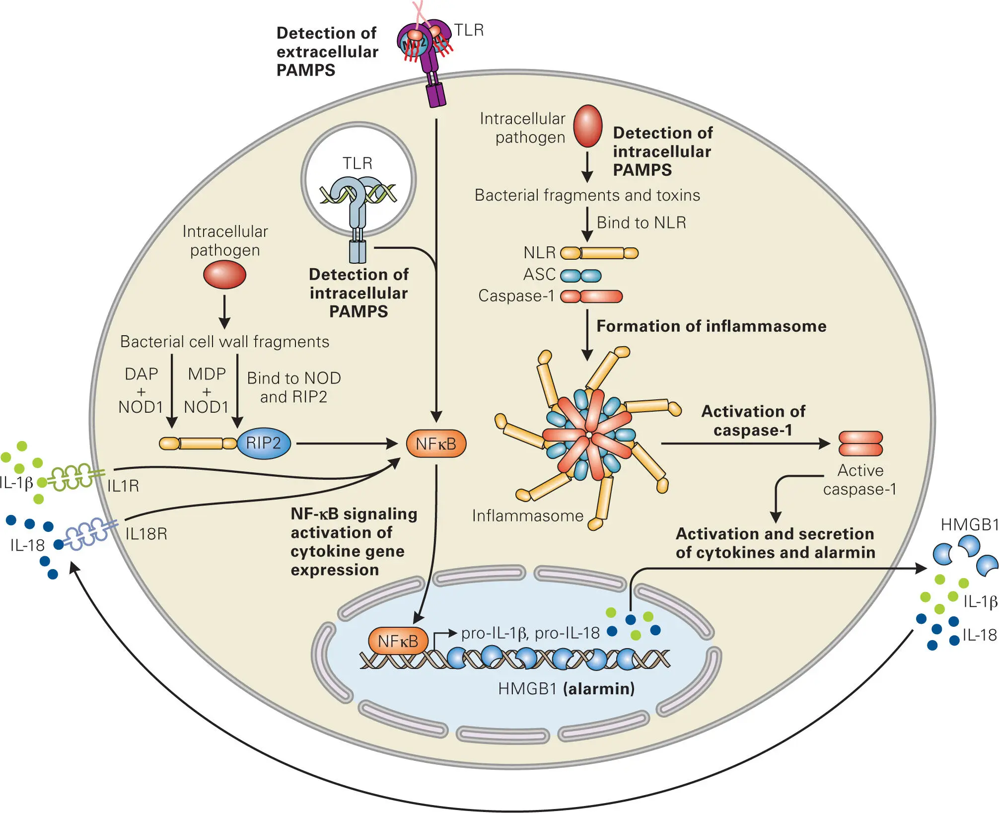 Figure 37 NODlike receptor NLR sensing of intracellular pathogens PAMP - фото 33