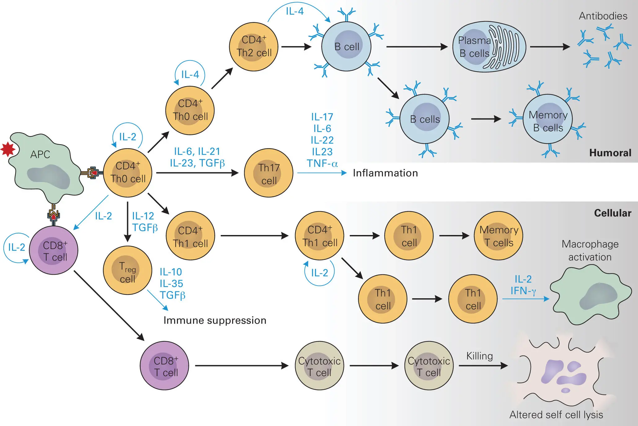 Figure 49 Tcellmediated immunity and memory Characteristics of the antigen - фото 56